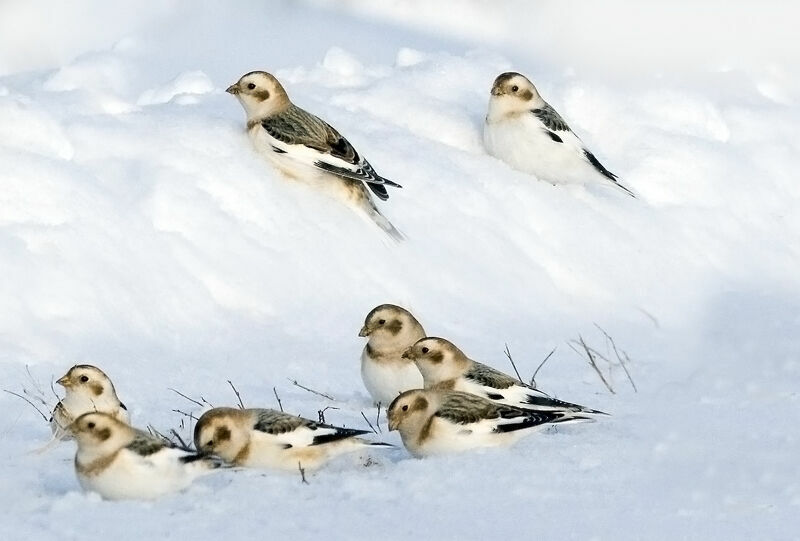 Snow Bunting