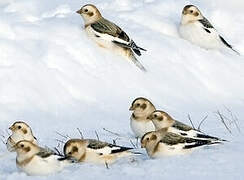 Snow Bunting