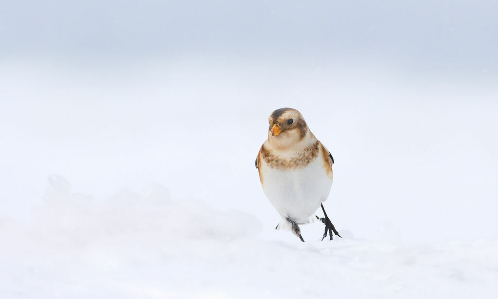 Bruant des neigesadulte internuptial, identification, Comportement