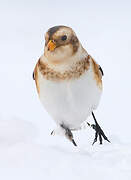 Snow Bunting