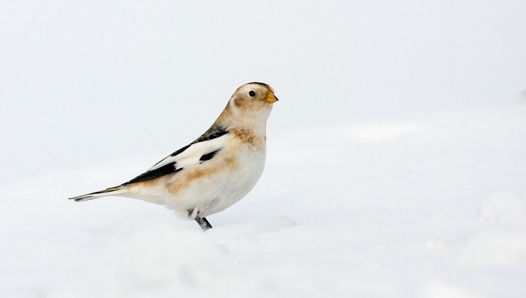 Bruant des neigesadulte internuptial, identification, Comportement