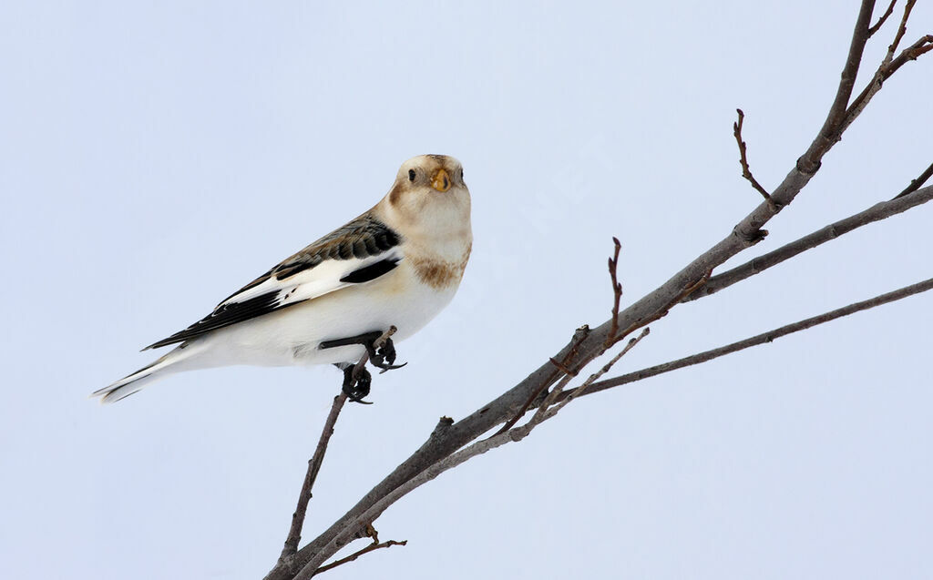 Bruant des neiges, identification, Comportement