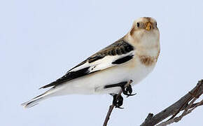 Snow Bunting