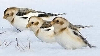 Snow Bunting