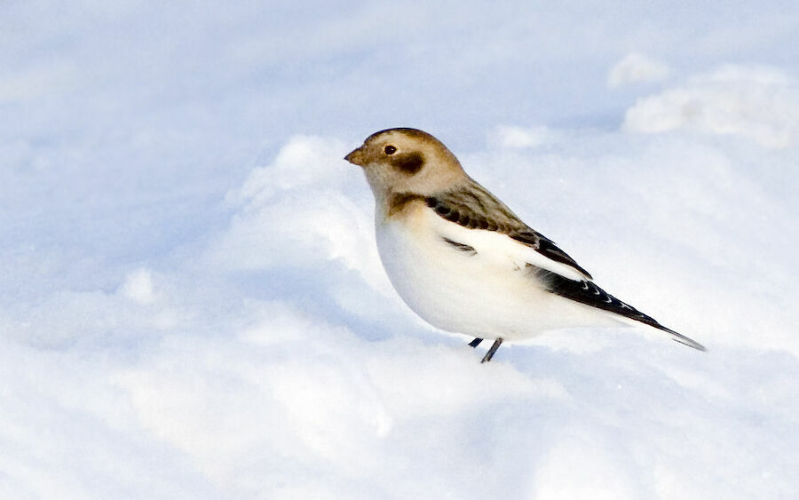 Bruant des neiges