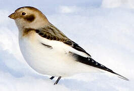 Snow Bunting