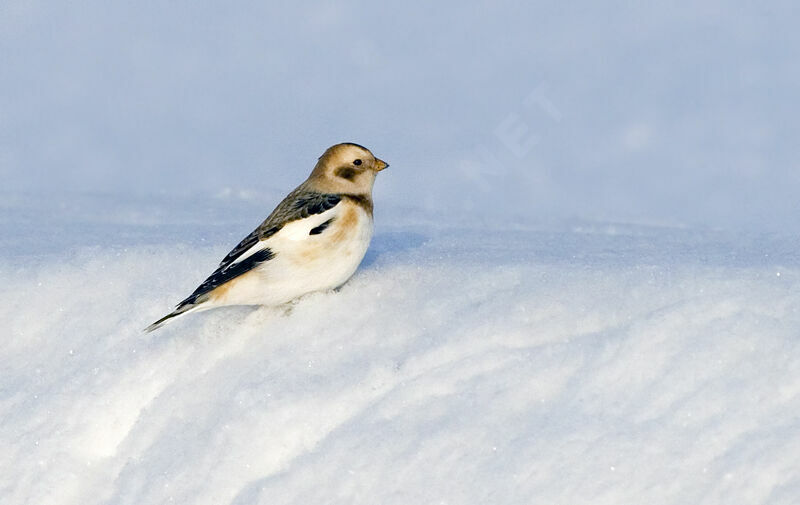 Bruant des neiges