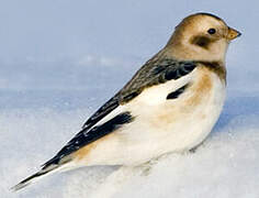 Snow Bunting