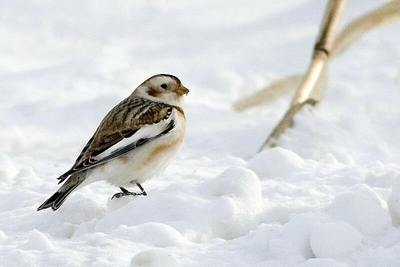 Bruant des neiges