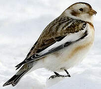 Snow Bunting