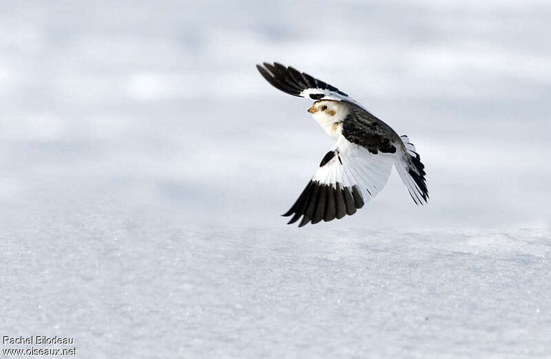 Bruant des neiges mâle adulte, Vol