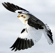 Snow Bunting