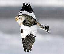 Snow Bunting