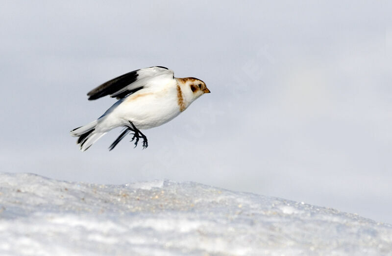 Bruant des neiges