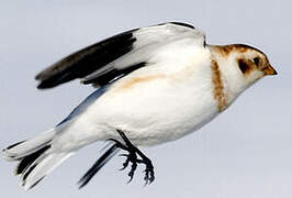 Snow Bunting