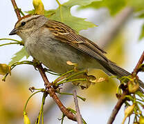 Chipping Sparrow