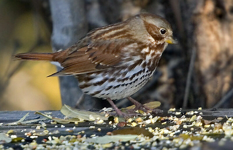 Red Fox Sparrow