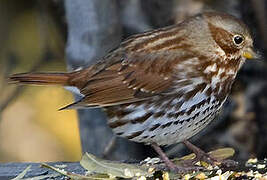 Red Fox Sparrow