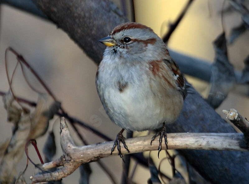 American Tree Sparrow