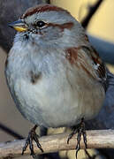 American Tree Sparrow