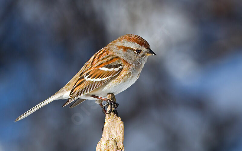 American Tree Sparrow