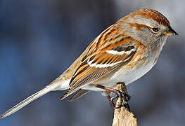 American Tree Sparrow