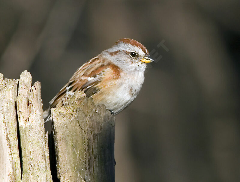 American Tree Sparrow