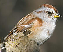 American Tree Sparrow