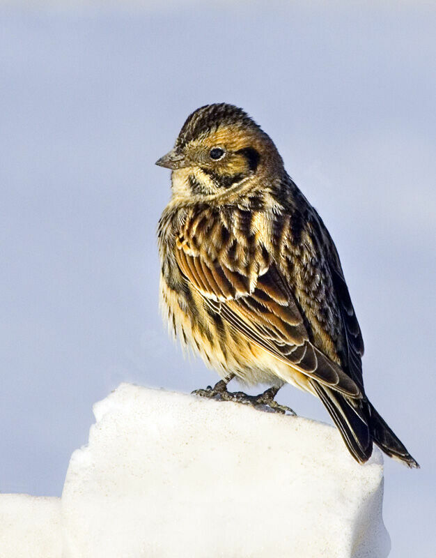 Lapland Longspur