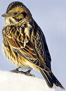 Lapland Longspur