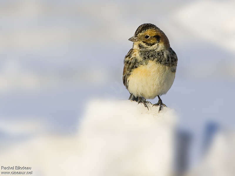 Lapland Longspur male adult post breeding, close-up portrait