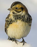 Lapland Longspur