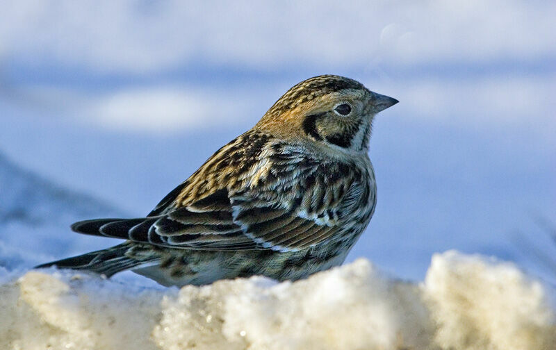 Lapland Longspur