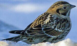 Lapland Longspur