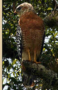 Red-shouldered Hawk