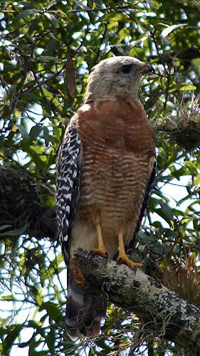 Red-shouldered Hawk