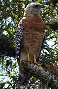 Red-shouldered Hawk