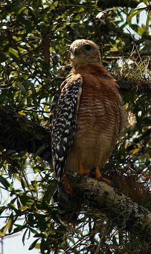 Red-shouldered Hawk