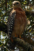 Red-shouldered Hawk