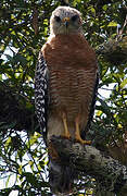 Red-shouldered Hawk