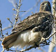 Red-tailed Hawk