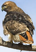 Red-tailed Hawk