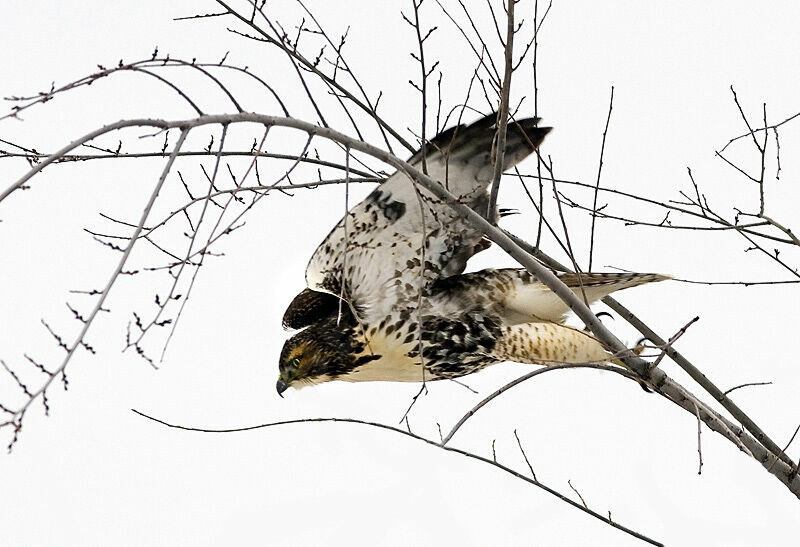 Red-tailed HawkFirst year