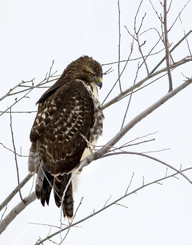 Red-tailed HawkFirst year