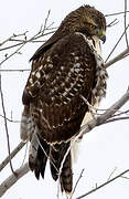 Red-tailed Hawk