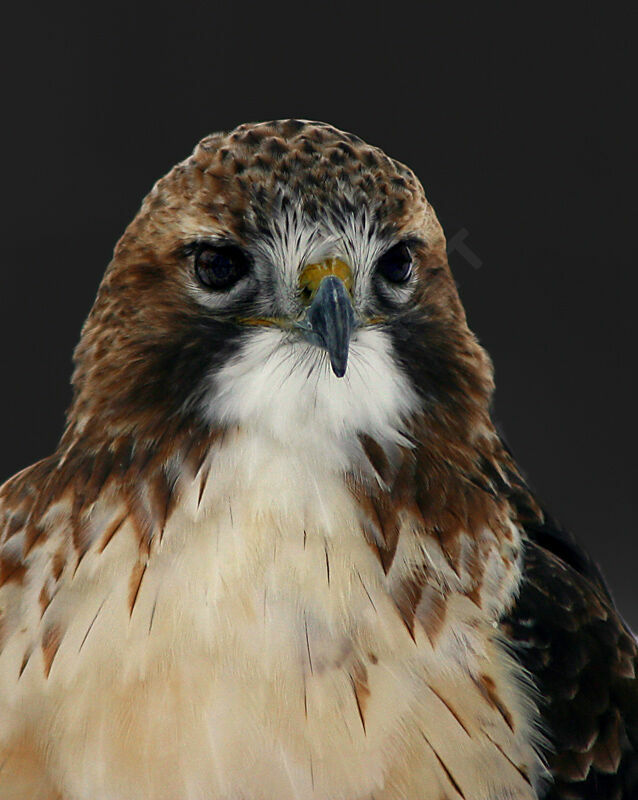 Red-tailed Hawk