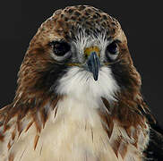 Red-tailed Hawk