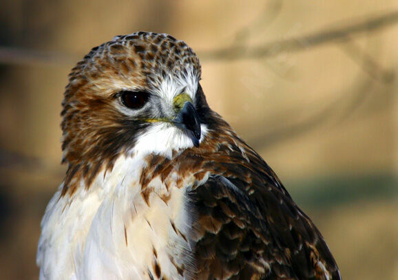 Red-tailed Hawk