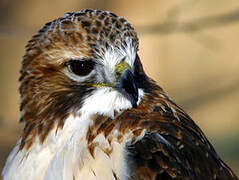 Red-tailed Hawk