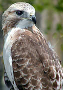 Red-tailed Hawk